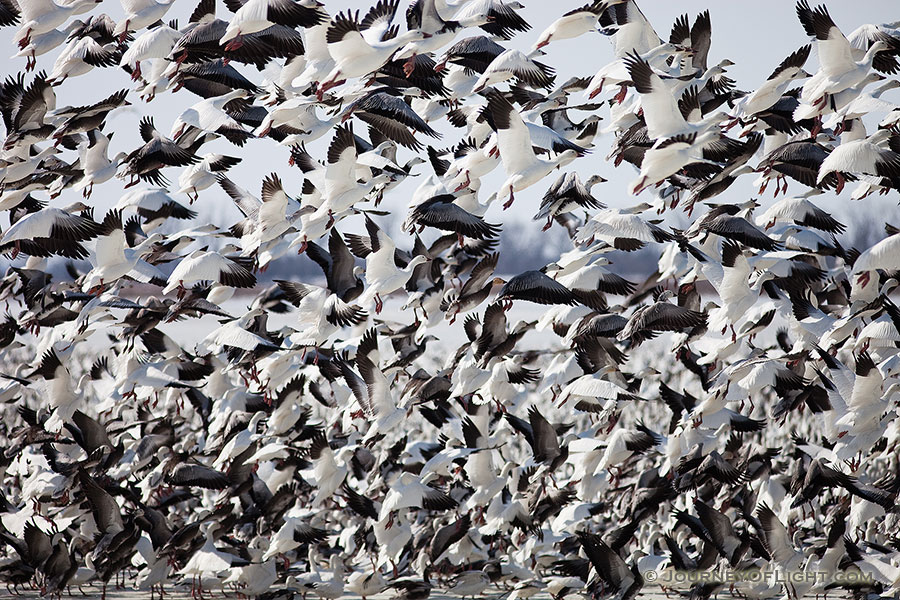 A group of snow geese take to the sky at Squaw Creek National Wildlife Refuge in Missouri. - Squaw Creek NWR Photography