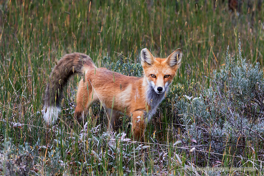 A fox pauses briefly in a field near Grand Lake, Colorado. - Colorado Photography