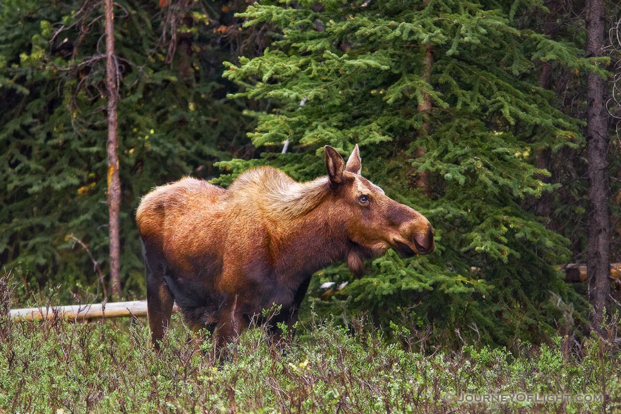 A lone moose grazes in a secluded area in Kananaskis Country, Alberta, Canada. - Canada Photography