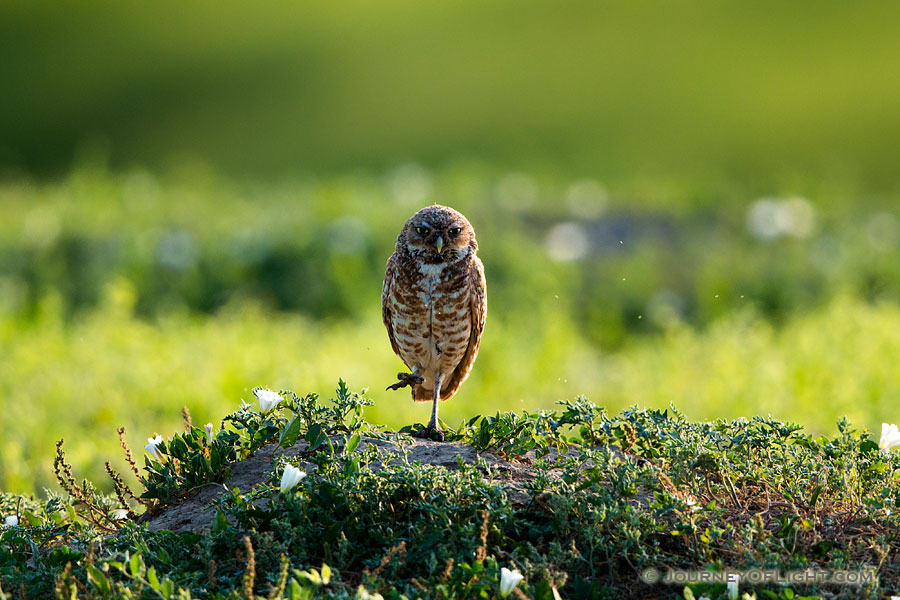 Unlike other owls, burrowing owls are active during the day, especially in the spring when gathering food. These owls prefer wide open areas and they are often found perching near their burrow on fence posts and trees.  Here, a burrowing owl watches from a distance in Badlands National Park, South Dakota. - South Dakota Photography
