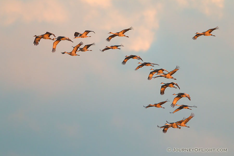 Sandhill Cranes soar high above  the Platte River in Central Nebraska on a mid-March evening. - Nebraska,Wildlife Photography