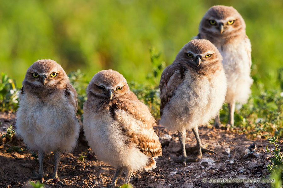 Four burrowing owlets look on in curiosity just outside their home in a prairie dog town in Badlands National Park, South Dakota. - South Dakota Photography
