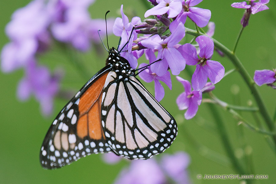 A Monarch butterfly rests on a Dame's Rocket at Schramm State Recreation Area in eastern Nebraska. - Nebraska Photography