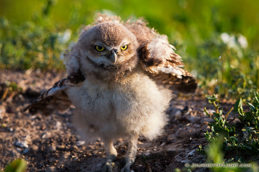 An owlet shakes his feathers just after sunrise in Badlands National Park, South Dakota. - South Dakota Photography