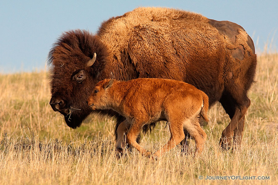 A buffalo calf and bull graze on the vast prairie at Ft. Niobrara National Wildlife Refuge. - Ft. Niobrara Photography