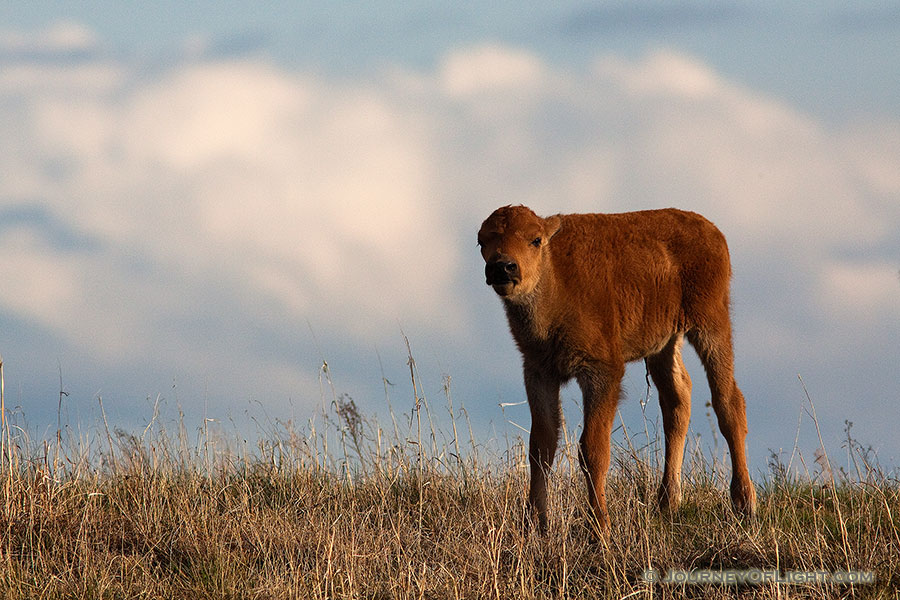 Ft. Niobrara National Wildlife Refuge in north central Nebraska is home to a group of American Buffalo that roam about the large expanse of land.  This is a spring calf who stopped to watch me as I photographed him.  Curious, but under the watchful eye of his father. - Ft. Niobrara Photography