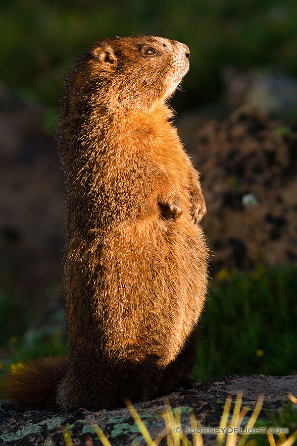 Yellow-bellied marmots live within burrows in the rocky piles throughout Rocky Mountain National Park and hibernate there in the winter.  They blend in well with the landscape and I often find myself jumping back in surprise when hiking when they begin moving by the side of the trail not far from me.  I came upon this marmot in that very way, he finally moved when I was about 2 to 3 feet from him.  Unfortunately, I think he felt a bit threatened when I took my camera from my bag and stood on his hind legs in a show of strength and started me down.  He sat like this for about 10 seconds before relaxing and going back to eating the plants around him. - Rocky Mountain NP Photography