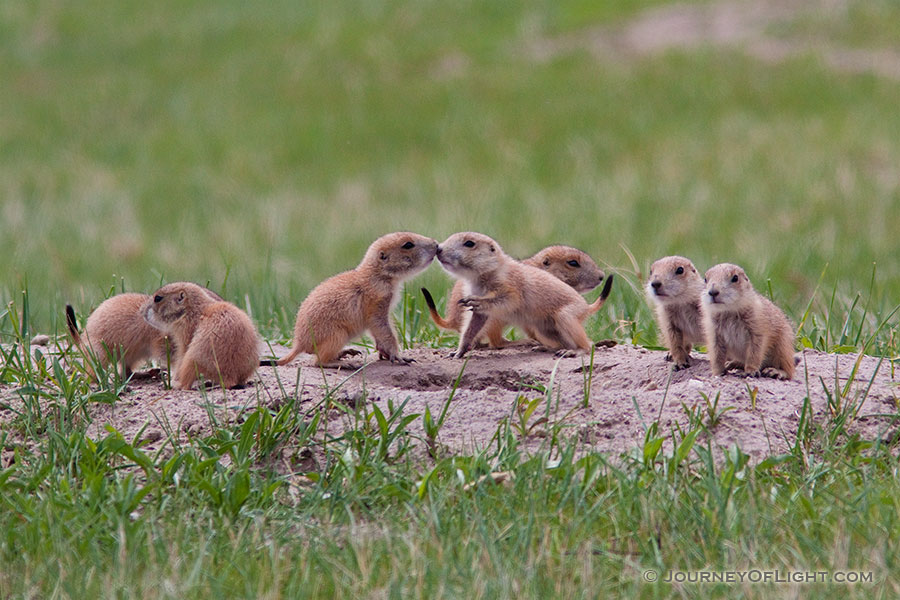 A set of prairie dog pups venture out of their hole at Ft. Niobrara National Wildlife Refuge. - Ft. Niobrara Photography