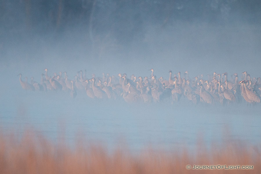On a cool, foggy March morning a group of Sandhill Cranes wait on a sandbar in the Platte River. - Great Plains,Wildlife Photography