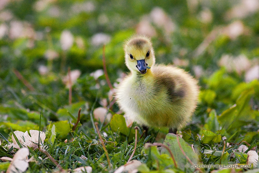 A newly hatched gosling chews on some verdant grass. - Schramm SRA Photography