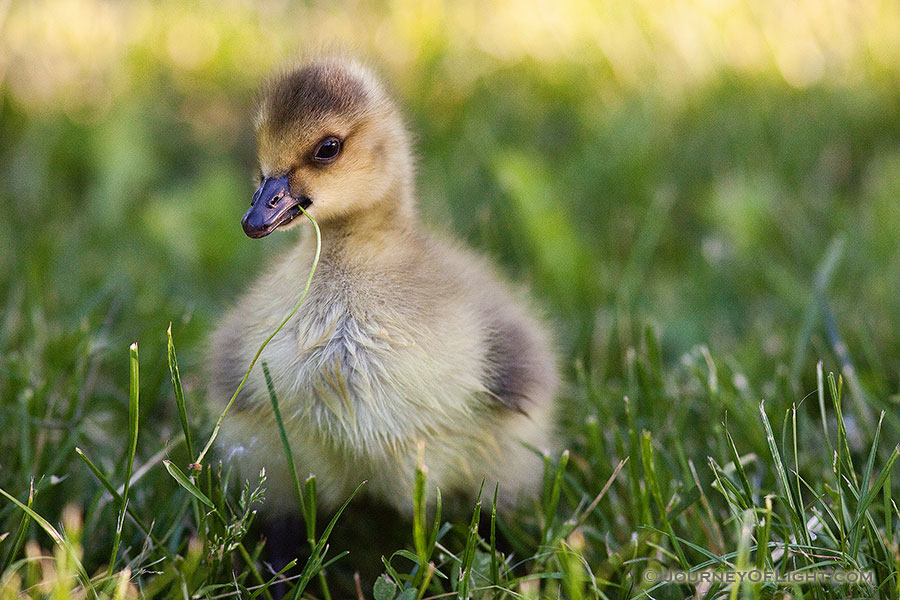 A newly hatched gosling chews on some verdant grass. - Schramm SRA Photography
