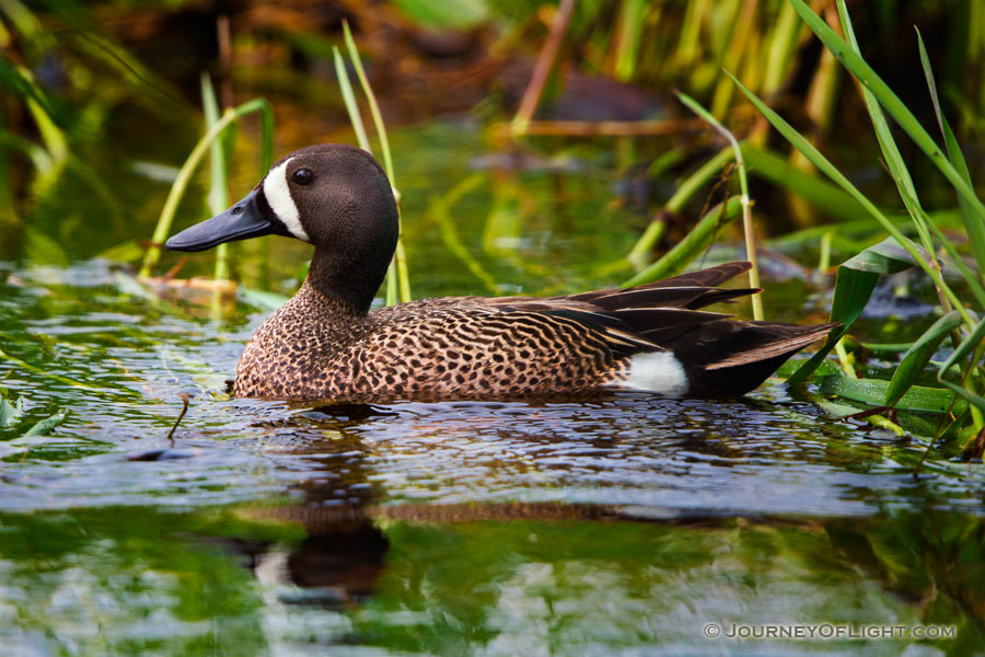 A Blue Teal swims in a marsh created in a valley between large formation of sandhills in Cherry County, Nebraska. - Sandhills Photography