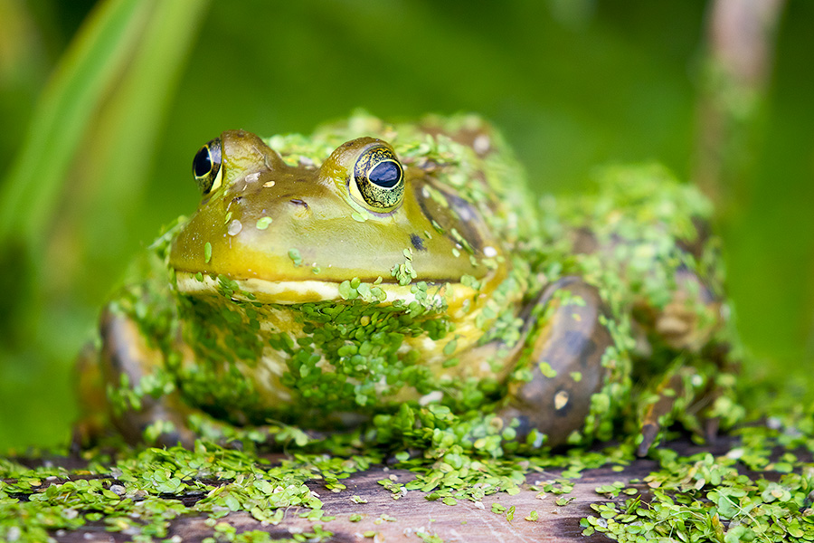 A wildlife photograph of a bullfrog on the log of Shadow Lake in Sarpy County, Nebraska. - Nebraska Photography