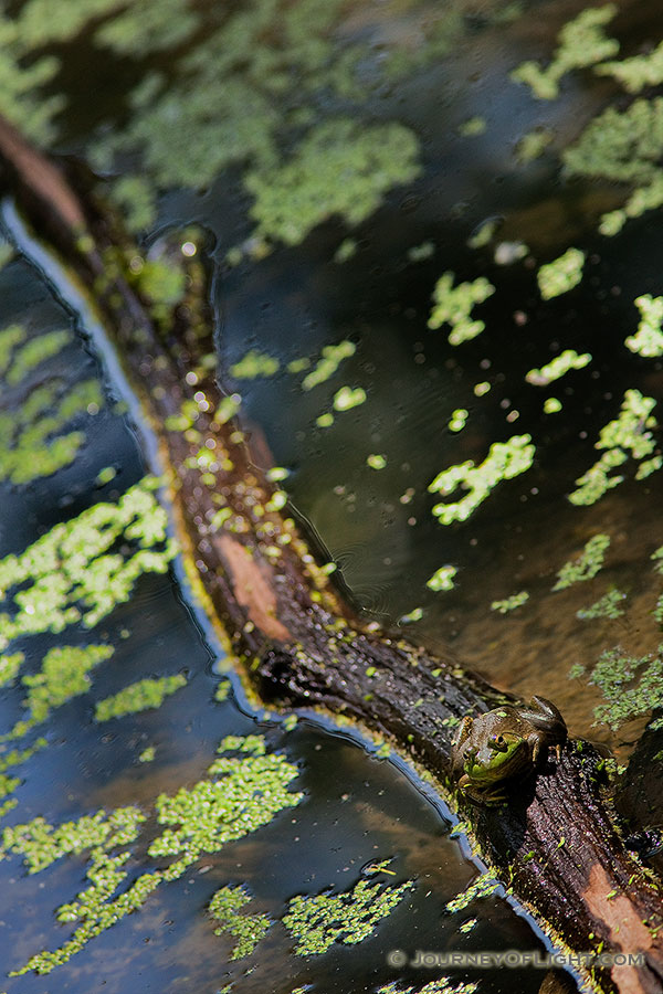 A frog, almost blending into the background, rests on a floating log in Schramm State Recreation Area, Nebraska. - Schramm SRA Photography