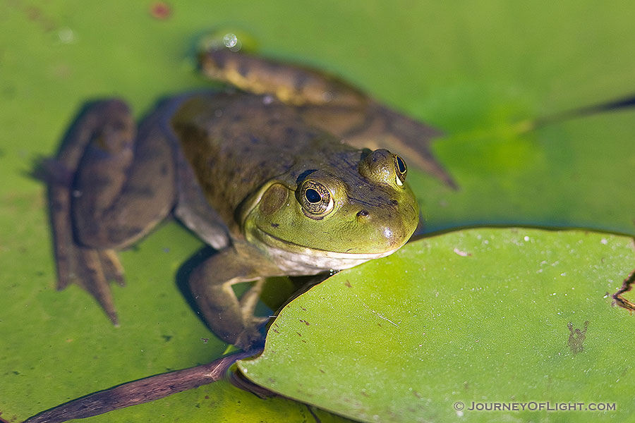 A frog hangs out on a lily pad outside Lauritzen Gardens in Omaha, Nebraska. - Nebraska Photography