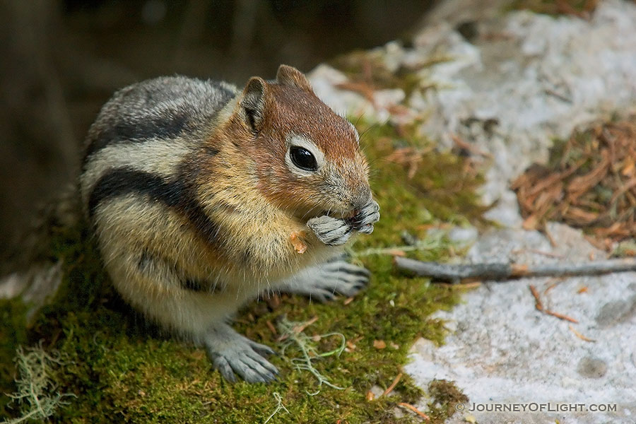 A Chipmunk Eating a Handout for lunch.  Many chipmunks line the trails around Banff National Park, always looking for a handout. - Canada Photography