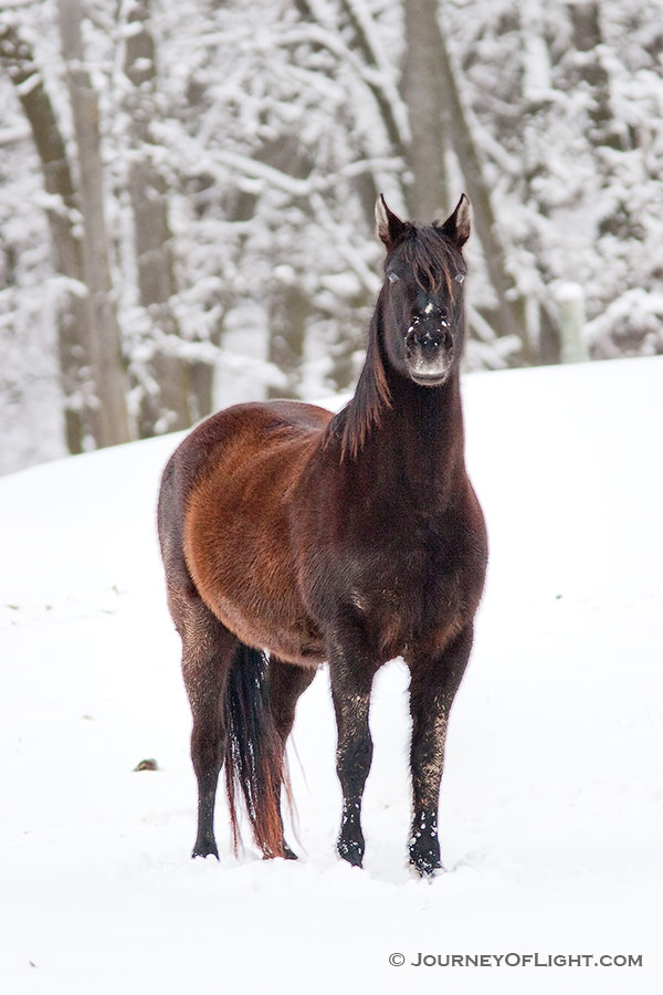 A horse weathers the cold snow at Mahoney State Park, Nebraska. - Mahoney SP Photography