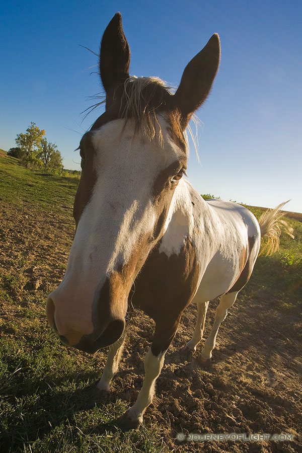 Wide-Angle treatment of a friendly horse. - Nebraska Photography