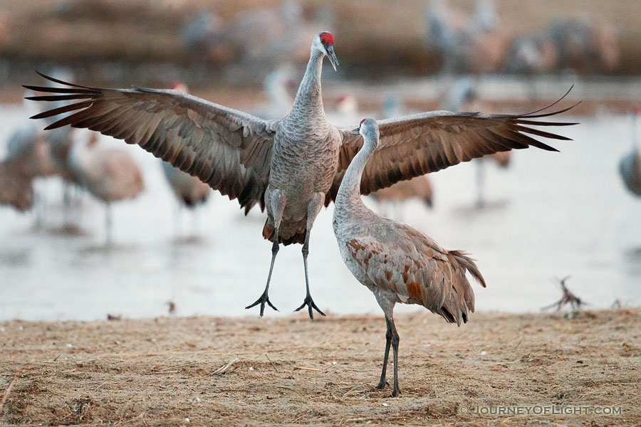 In Central Nebraska a Sandhill Crane jumps to impress a potential mate. - Nebraska,Wildlife Photography