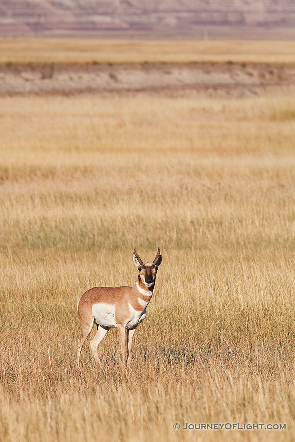 A pronghorn (american antelope) stops briefly on the vast prairie in the Badlands in South Dakota. - South Dakota Photography