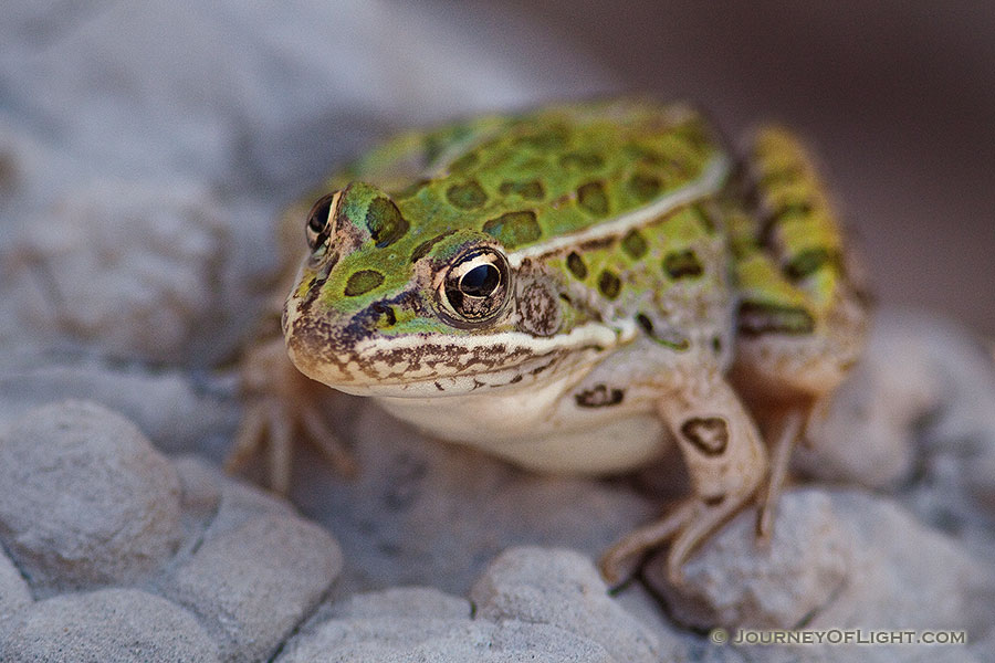 A Plains Leopard Frog emerges from a small puddle formed from the recent rains. - South Dakota Photography