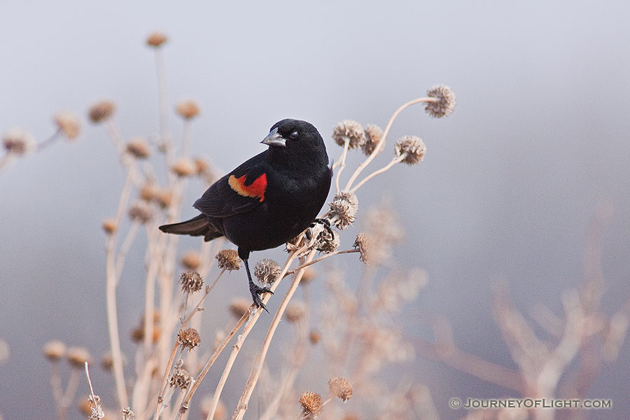 A red-winged blackbird briefly stops chriping and rests in a field near Grand Island, Nebraska. - Schramm SRA Photography