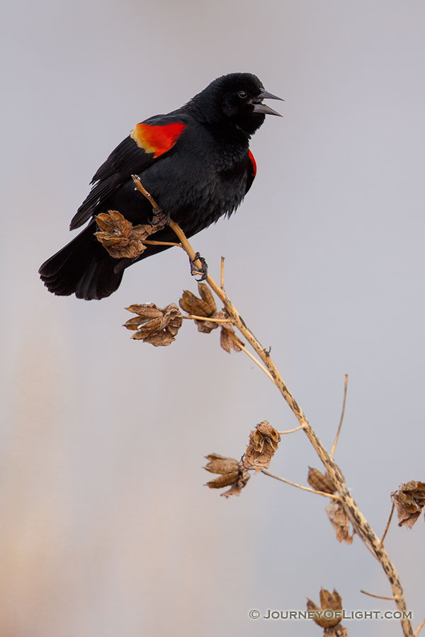 A red-winged blackbird chirps loudly at Squaw Creek National Wildlife Refuge in northwestern Missouri. - Squaw Creek National Wildlife Refuge Photography