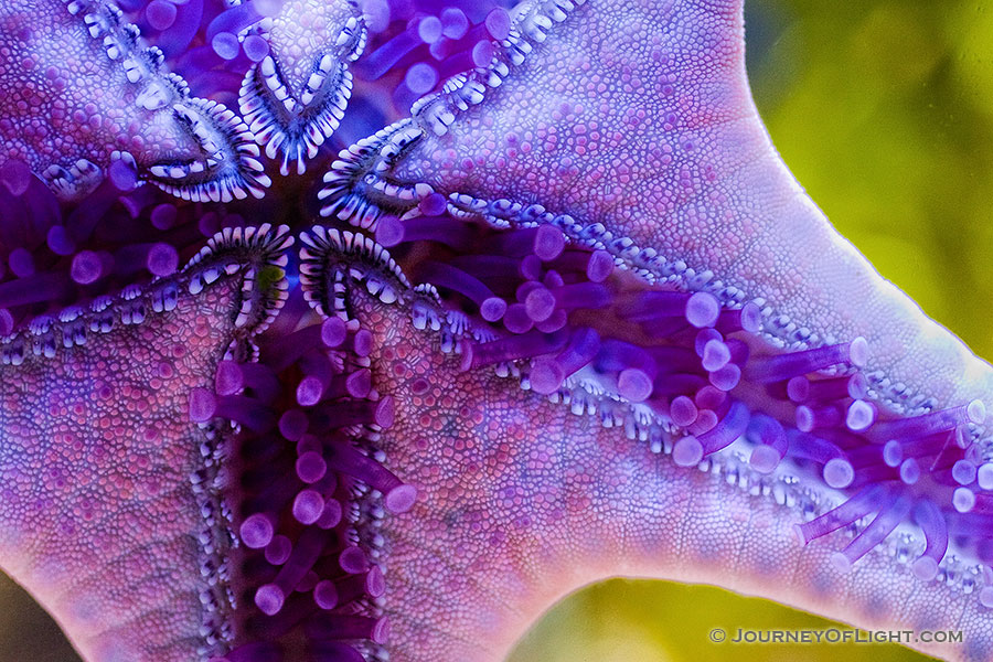 The underside of a starfish - Close Up. *Captive* - Sea Photography