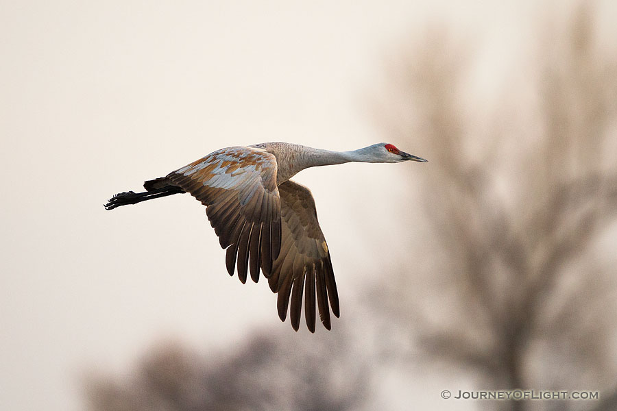 A Sandhill Crane soars high above the Platte River in the early morning just prior to sunrise. - Great Plains,Wildlife Photography
