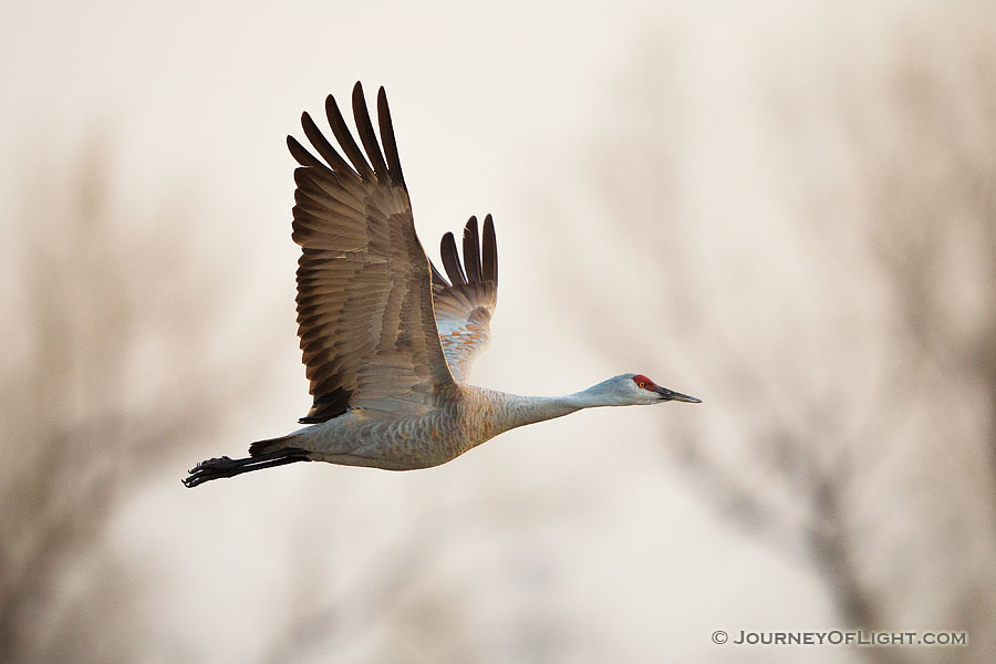 A Sandhill Crane soars high above the Platte River in the early morning just prior to sunrise. - Great Plains,Wildlife Photography