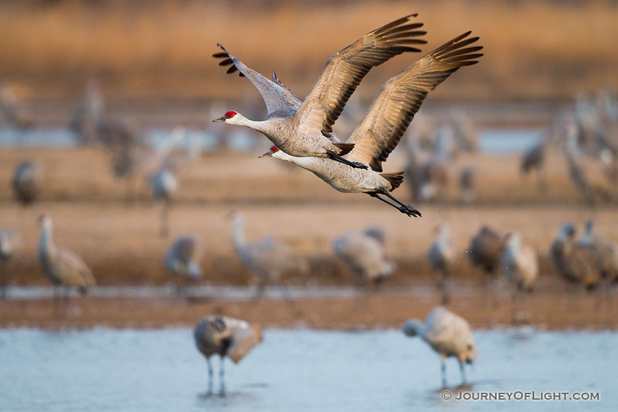 A pair of Sandhill Crane soar high above the Platte River in the early morning just after sunrise. - Great Plains,Wildlife Photography
