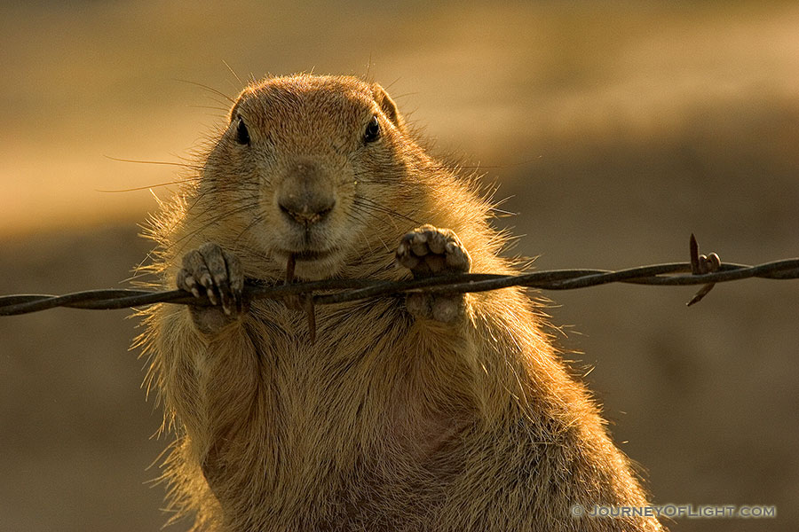 A prairie dog chews on a barbed wire fence. - South Dakota Photography