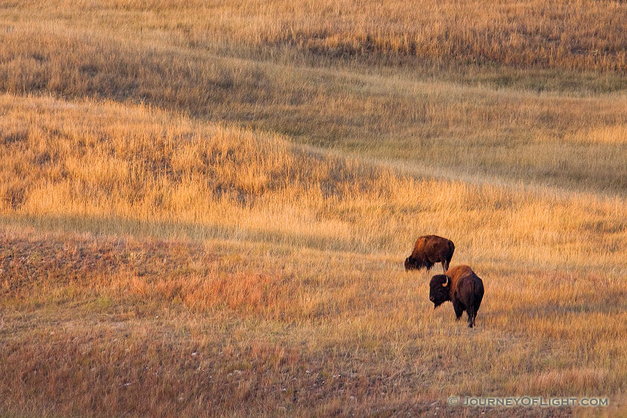 Two Buffalo and the rolling hills of Wind Cave National Park in South Dakota. - South Dakota Photography