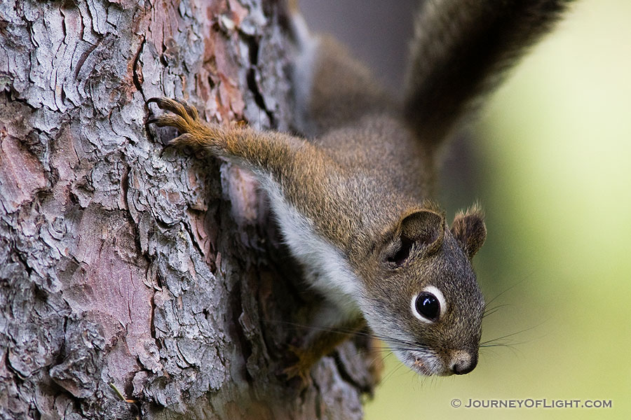 A squirrel watches quietly from the safety of a tree. - Rocky Mountain NP Photography