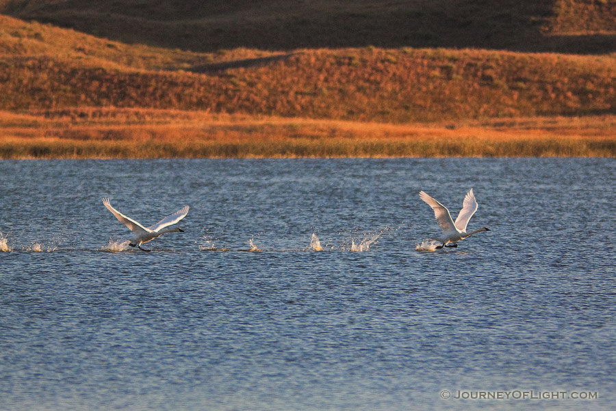 Trumpeter Swans take flight from North Marsh Lake at Valentine National Wildlife Refuge in north central Nebraska. - Valentine Photography