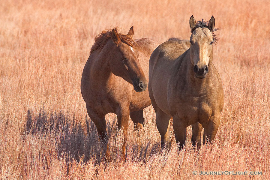 Two horses relax together on a cool afternoon on a prairie in Keha Paha county. - Nebraska Photography