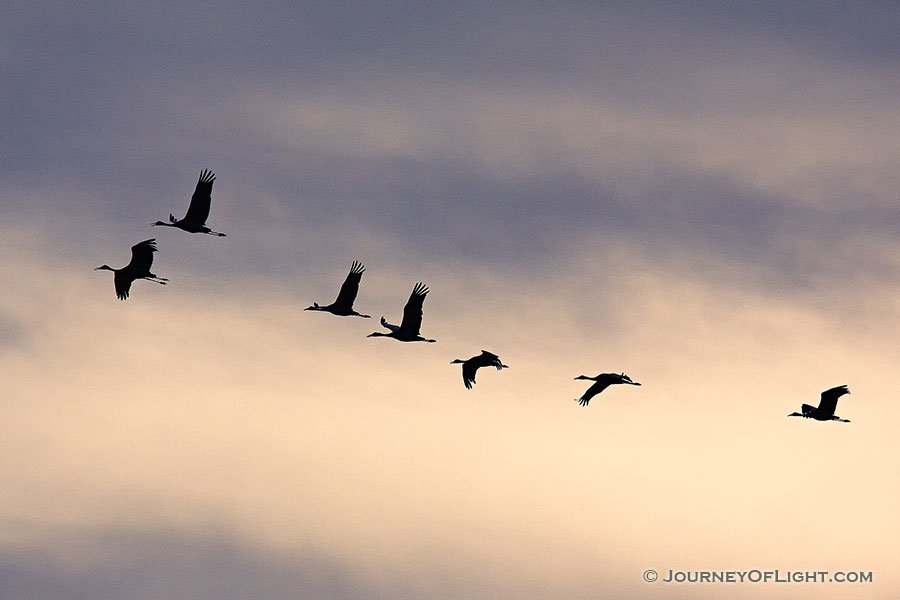 Sandhill cranes soar high while sunset illuminates the clouds behind. -  Photography