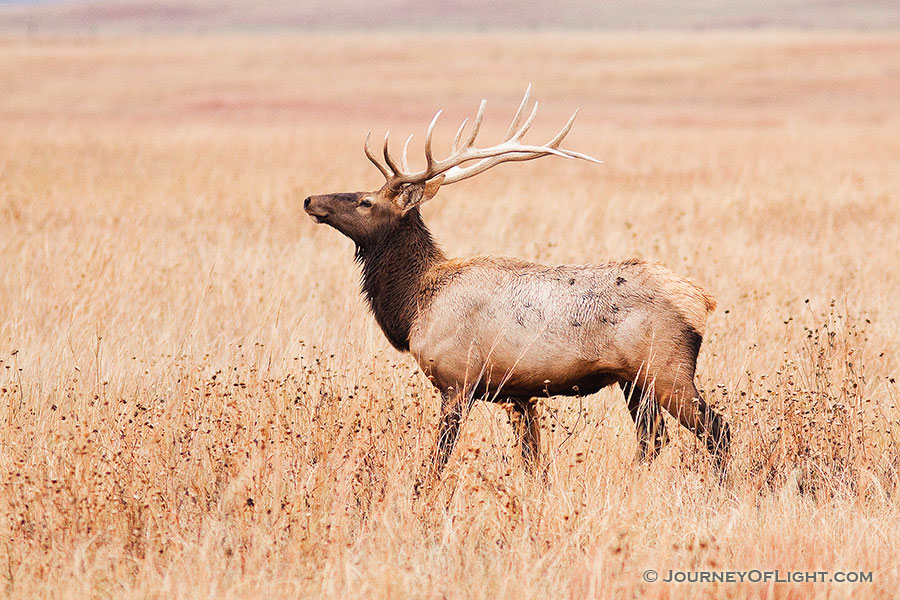 A bull elk struts on the plains at Ft. Niobrara National Wildlife Refuge. - Ft. Niobrara Photography