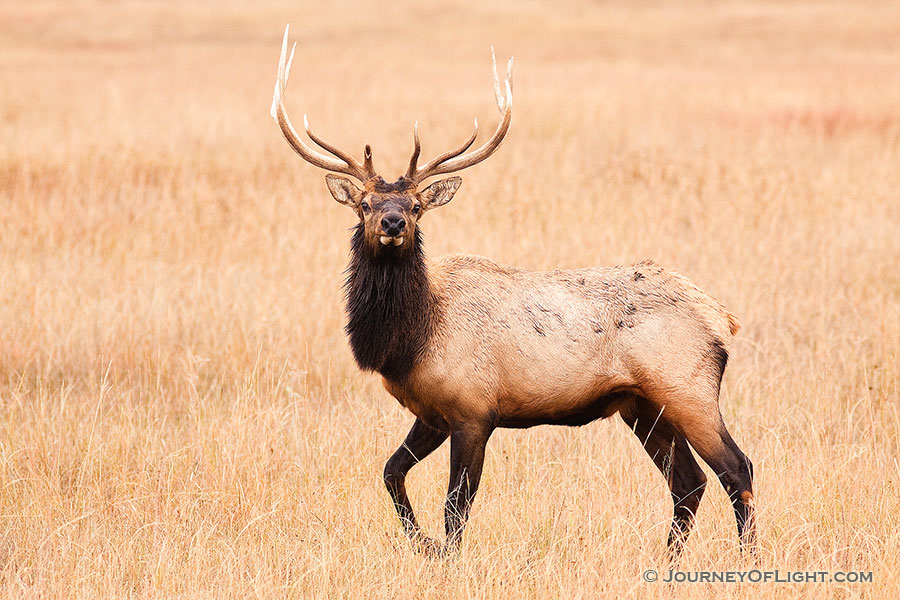 A bull elk pauses momentairly on the plains at Ft. Niobrara National Wildlife Refuge. - Ft. Niobrara Photography