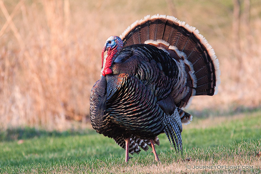 A turkey (tom) displays his plumage for all to see. - Nebraska Photography