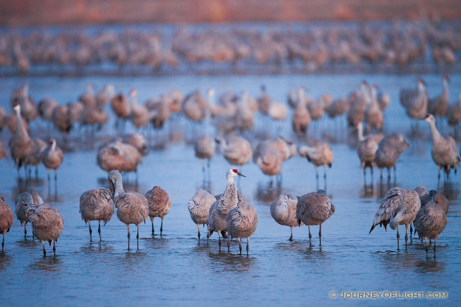 The Sandhill Crane, named for the sandhills of central Nebraska migrates every summer and fall stopping at the Platte River to gain precious pounds for the rest of the journey. - Sandhill Cranes Photography