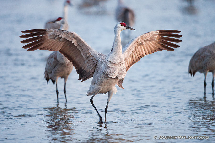 A strutting Sandhill Crane spreads its wings, letting the morning sun filter through the feathers. - Sandhill Cranes Photography