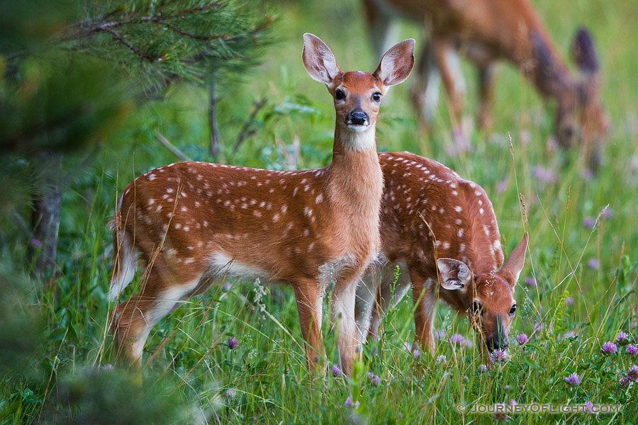 Young fawns quietly graze on green grass near the border of a forest in Custer State Park, South Dakota. - South Dakota Photography
