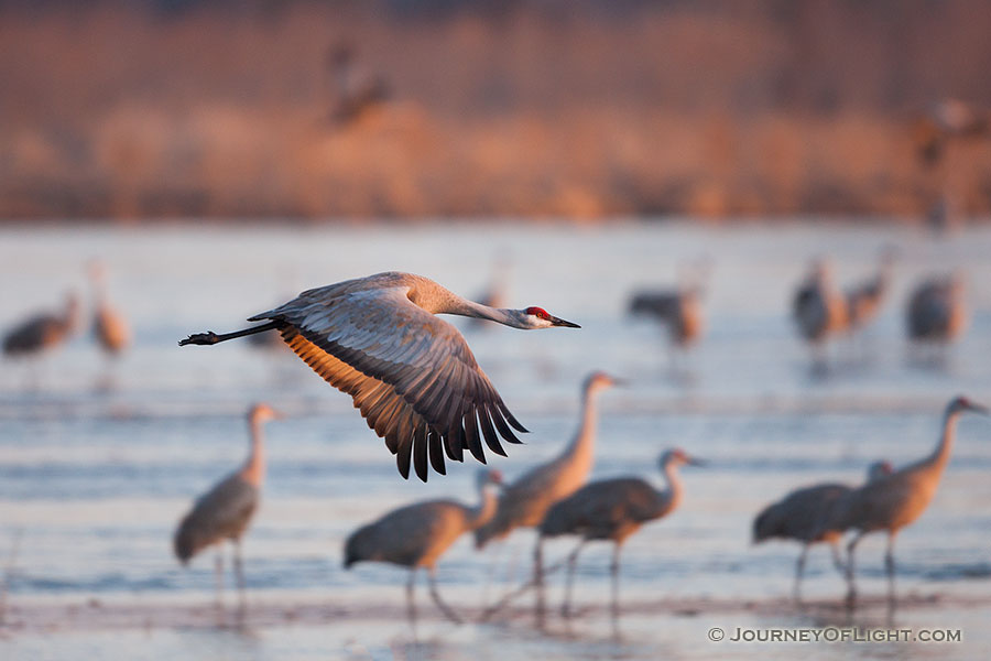 The oldest known fossil of a sandhill crane is from 9 million years ago. For longer than there have been sandhills in Nebraska this beautiful avian has taken to the skies and glided gracefully, migrating thousands of miles.  This Sandhill Crane takes off from the Platte River. Each February through April hundreds of thousands of cranes migrate through the Platte River Valley in central Nebraska. - Sandhill Cranes Photography