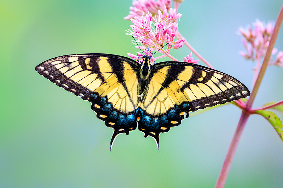 A Nebraska wildlife photograph of a swallowtail butterfly resting on grass. - Nebraska Photography