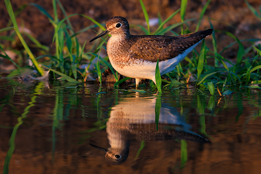 Wildlife photograph of a Sandpiper in eastern Nebraska. - Nebraska Photography