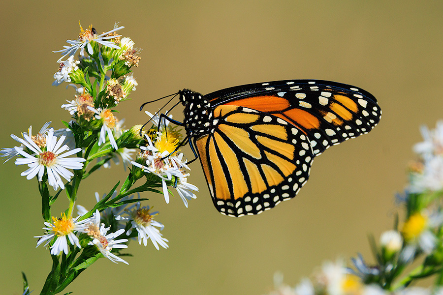 Wildlife photograph of a monarch butterfly at Fontenelle Forest, Nebraska. - Nebraska Photography