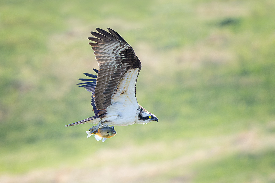 Wildlife photograph of an Osprey catching a fish in eastern Nebraska. - Nebraska Photography