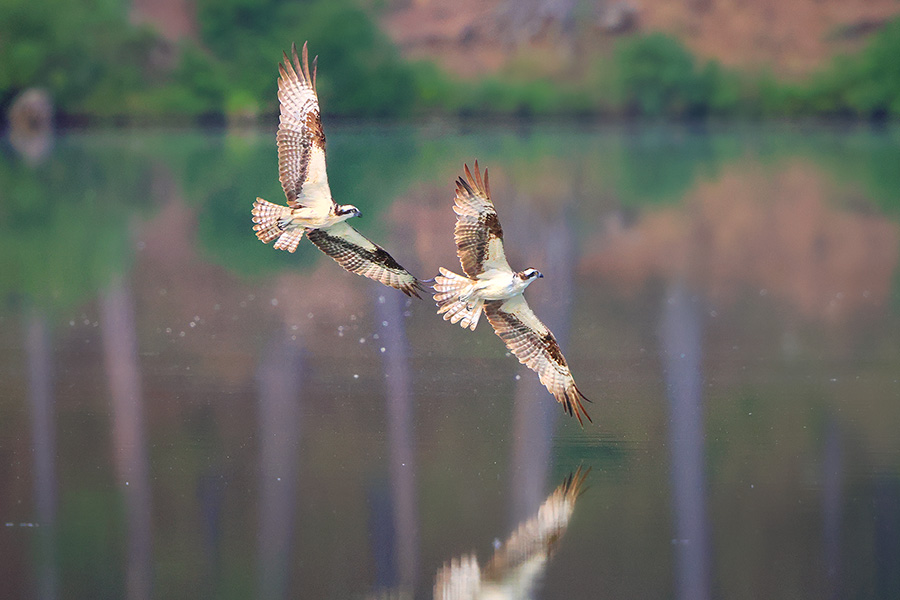 A wildlife photograph of two Osprey in flight in the South Dakota Black Hills. - South Dakota Photography