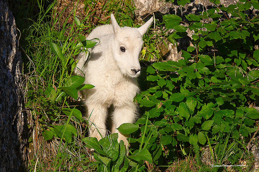 A wildlife photograph of a young mountain goat at Custer State Park, South Dakota. - South Dakota Photography